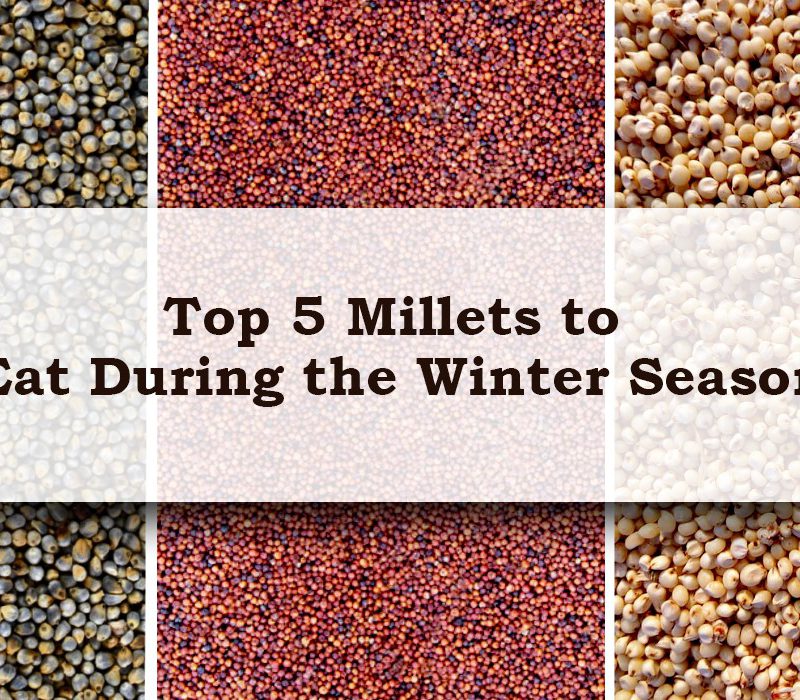 Top 5 Millets to eat during the winter season
