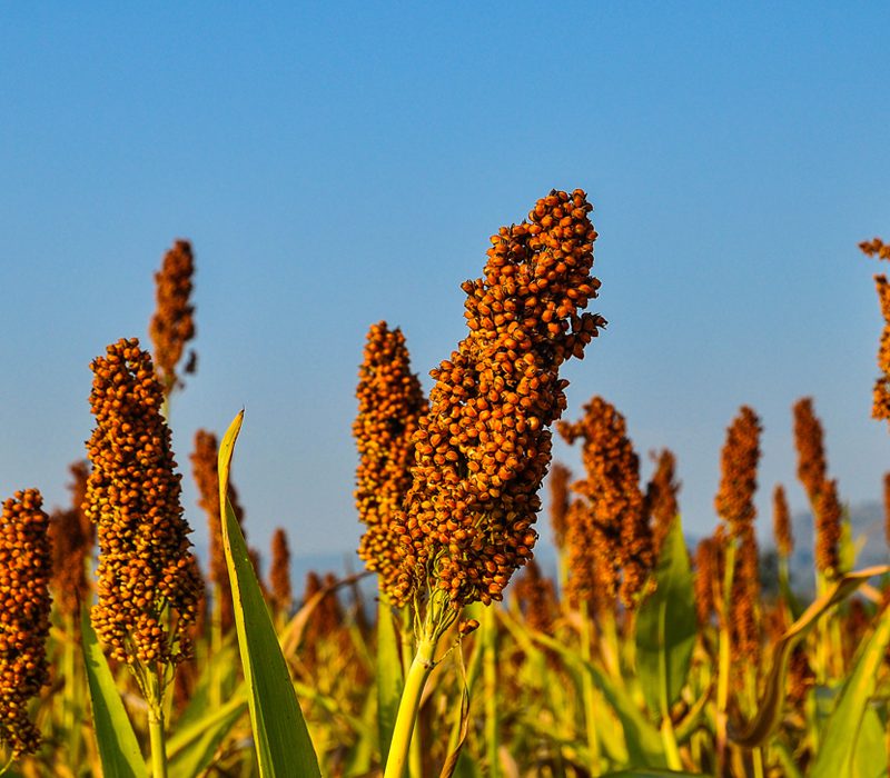 India’s Global initiatives to promote millet consumption across the world
