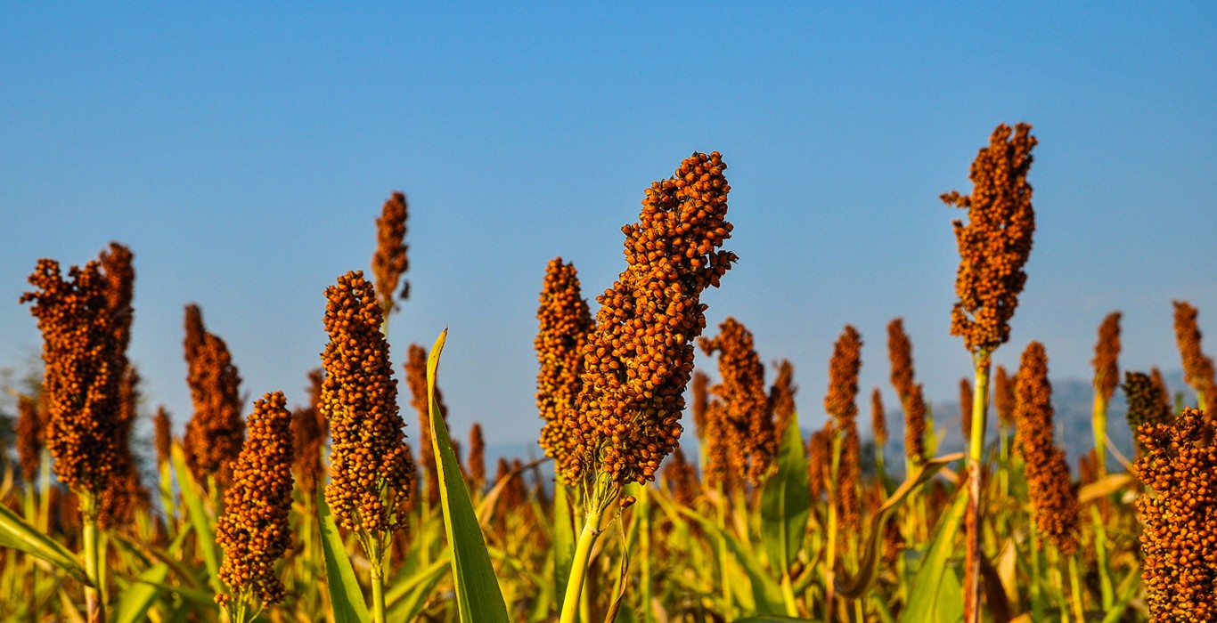 India’s Global initiatives to promote millet consumption across the world