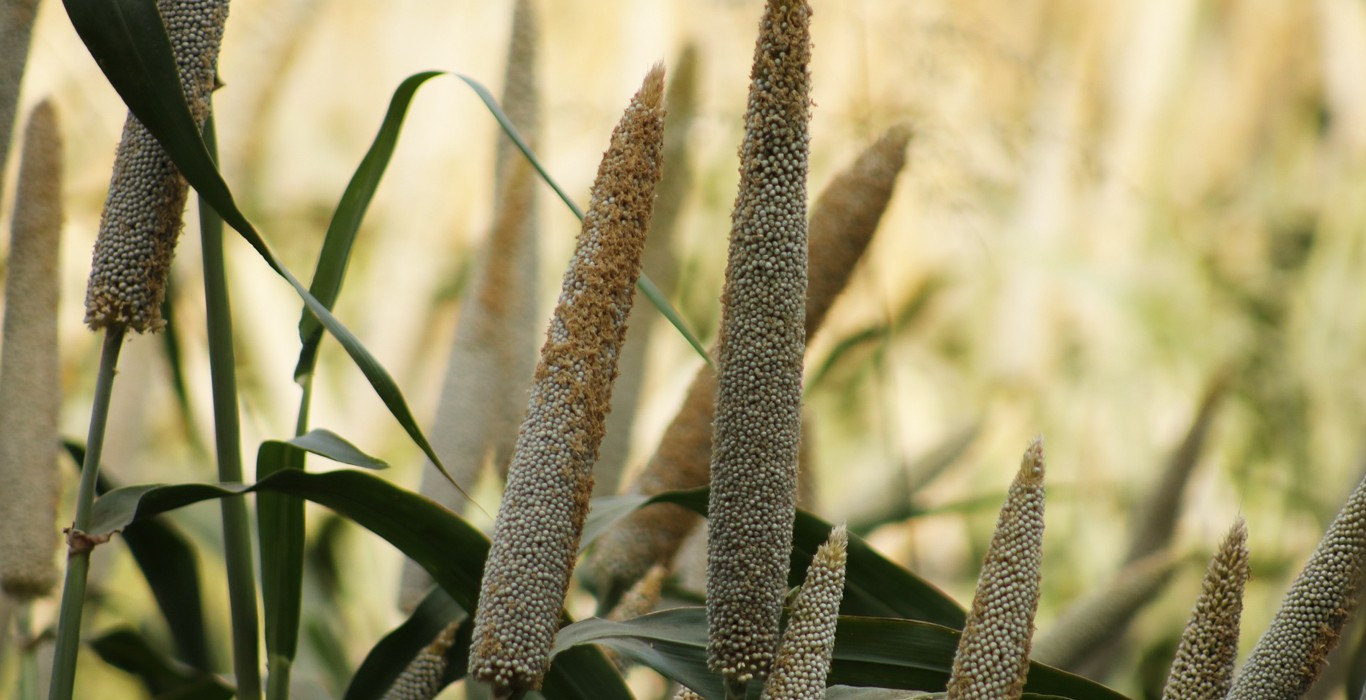 What are millets called In Hindi and their names in other Indian languages?