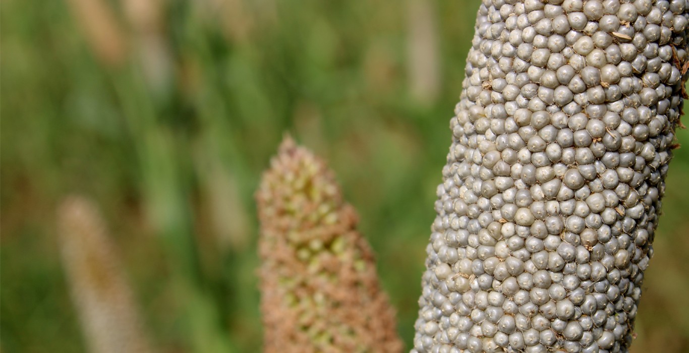Year of Millets and what it means for the food security of the world