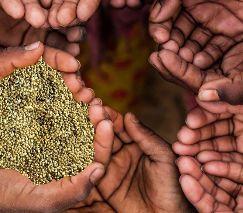 Will including millets in diet solve global hunger?