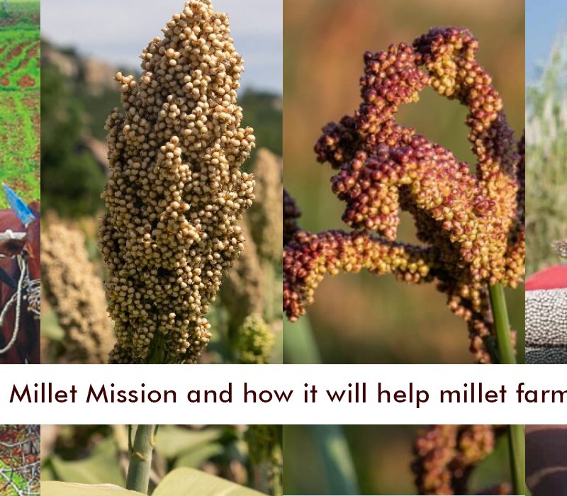 Maharashtra Millet Mission and how it will help millet farmers in India.