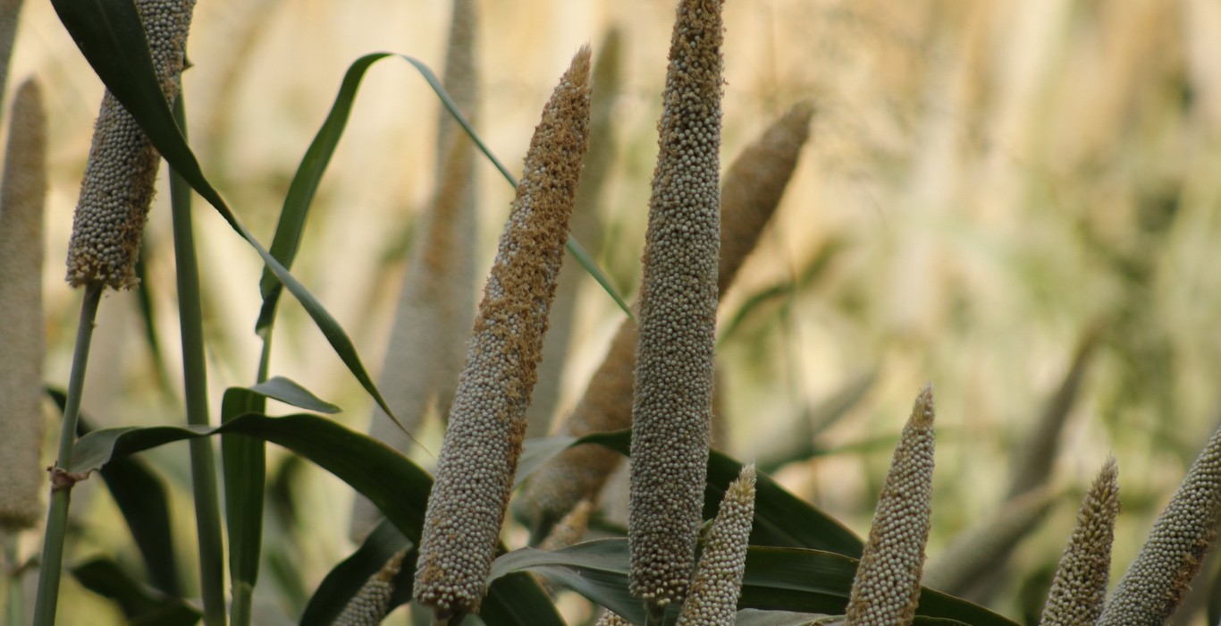 Pearl Millet: The iron rich grain for a healthier heart and lower cholesterol